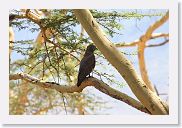 07IntoNgorongoro - 118 * Brown Snake-Eagle.